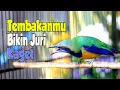 Download Lagu Nembak Ini Langsung Jadi Juara ❗CUCAK CUNGKOK TEMBAKAN ISTIMEWA