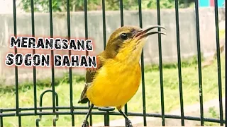 crecet cretcet sogon ijoan untuk merangsang sogon bunyi pancingansogonbunyi sogonijoan sogonbahan