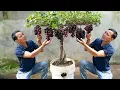 Download Lagu The secret to growing grapes has been passed down from our ancestors. Grapes are fruity and sweet