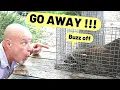 3 ways to get rid of raccoons fast