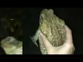 frog twitter woman frog