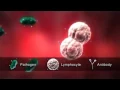 Lymphocytes - The Immune System