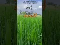 Download Lagu jagnyala pankh futale #song