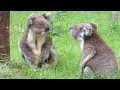 Download Lagu Koala fight