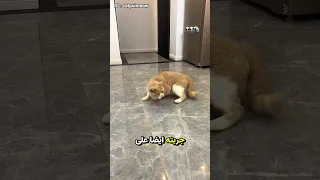 وضعت الليز في عنق القطة و أصابت بالجنون 