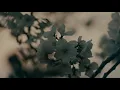 synfilums - 染井吉野 Somei Yoshino