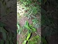 Download Lagu waspada jika ada suara seperti ini,suara katak di makan ular