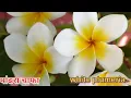 The Unbelievable Rainbow of Plumeria Varieties