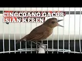 Download Lagu jongkangan/cingcoang coklat gacor full isian cocok buat masteran dan pancingan