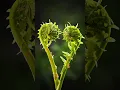 Download Lagu Macro Photo Lighting: Mini Nature Studio 📸 #macrophotography