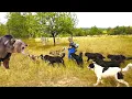 Download Lagu UN URS MARE A RANIT 6 CAINI CIOBANESTI CARE APARAU TURMA DE OI. CIOBANUL MARIN CHIOJDEANU POVESTESTE