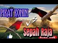 Download Lagu PIKAT KONIN DAN SEPAH RAJA (pasti poin) burung kolibri