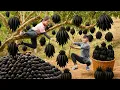 Download Lagu Harvesting Black Buddha's Hand in the Middle of the Rainforest | Sold Out in Minutes!