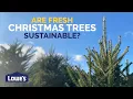 Are Real Christmas Trees Sustainable Lowe s