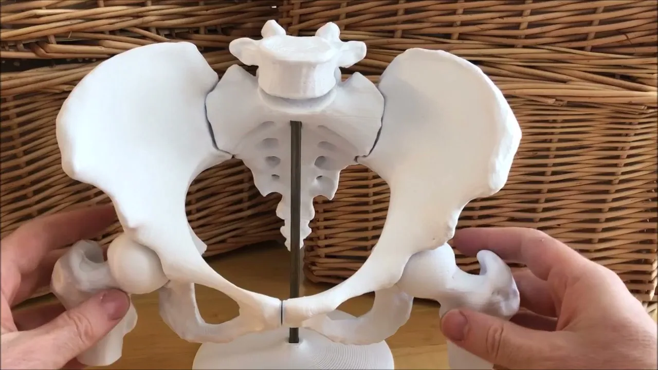 6-Piece Magnetic Female Pelvis Model