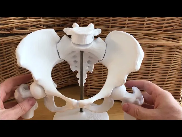 6-Piece Magnetic Female Pelvis Model video thumbnail