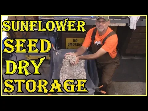 Download MP3 How To  Harvest  And Save  Sunflower Seeds For Long Term Storage