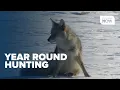 Michigan DNR being sued for starting back up year round coyote hunting