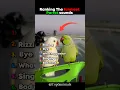 Download Lagu Ranking The Funniest Parrot Sounds 🤣 #ranking #funny #parrot