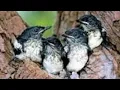 Download Lagu suara anak kacer buat birahi betina