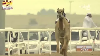 ختامي الشحانية ثنايا مفتوح   كم          م  ش  عوايد ل  هجن العاصفة دندنها