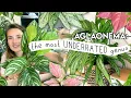 this will make you buy more plants AGLAONEMA Collection Tour Unboxing Tips