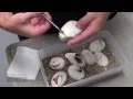 Ball Python Clutch YB Pied x Pastel Het Pied