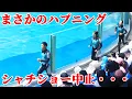 Download Lagu 【シャチショー中止】ラビーファミリー全員ボイコット・・・ 鴨川シーワールド シャチパフォーマス KamogawaSeaWorld  orca killerwhale