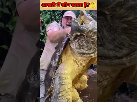 The life of a turtle is very dangerous #shorts