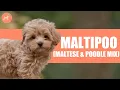 Maltipoo Maltese Poodle Mix One of The Most Popular Cross Breed