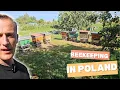 Download Lagu Beekeeping in Poland, my father's apiary #bees #beekeeping 