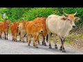 Lagu Puluhan sapi lembu jinak sangat lucu berjalan bersama dan ceria di ladang hutan,desa suara sapi lucu