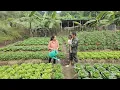 Download Lagu The Real Life of a 17 Year Old Raising a Child, Caring for and Improving the Vegetable Farm Garden