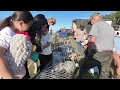 Amherst Animal Swap - September 2025
