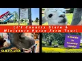 Lancaster County Must Do Li l Country Store Miniature Horse Farm Tour Free Petting Zoo