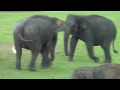 Download Lagu Kamahl and the elephant song