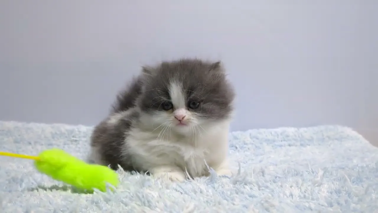 動画