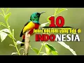 Download Lagu 10 JENIS BURUNG KOLIBRI YANG ADA DI INDONESIA || Banyak yang belum tahu