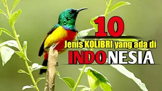 Download 10 JENIS BURUNG KOLIBRI YANG ADA DI INDONESIA || Banyak yang belum tahu MP3