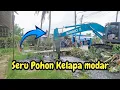 POHON KELAPA MODAR❗️DI TUBRUK GENTONG IJO❗️KERUKAN PENUH TOBRUT❗️#kdm 