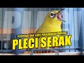 Download Lagu CARA ALAMI MENGOBATI BURUNG PLECI SERAK