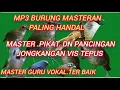 Download Lagu Pikat dn pancingan jongkangan /cingcoang coklat !!  kombinasi #pikatburungsemak #kicaumasteran