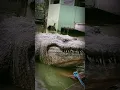 Download Lagu Dambuhalang buwaya, natagpuang gumagala! | Lolong 2