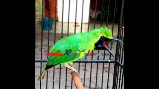 cucak ijo juara 1 nasional dimahar 1m official kicau mania channel