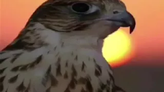 يا قمة الأخلاق يا روعة الذوق 