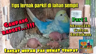 Download Ternak Burung Parkit di lahan sempit  part 1 pemilihan induk Parkit yang bagus MP3