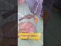 Download Lagu Minuman kesukaan burung trucukan