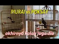 Download Lagu Adu KICAUAN Murai vs Poksay Hongkong, sapa paling kuat?