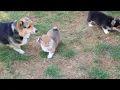 Pembroke Welsh Corgi Puppies For Sale