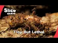 Inside the Deadly Fire Ant Invasion SLICE EARTH FULL DOC